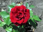 Black Magic-3.jpg